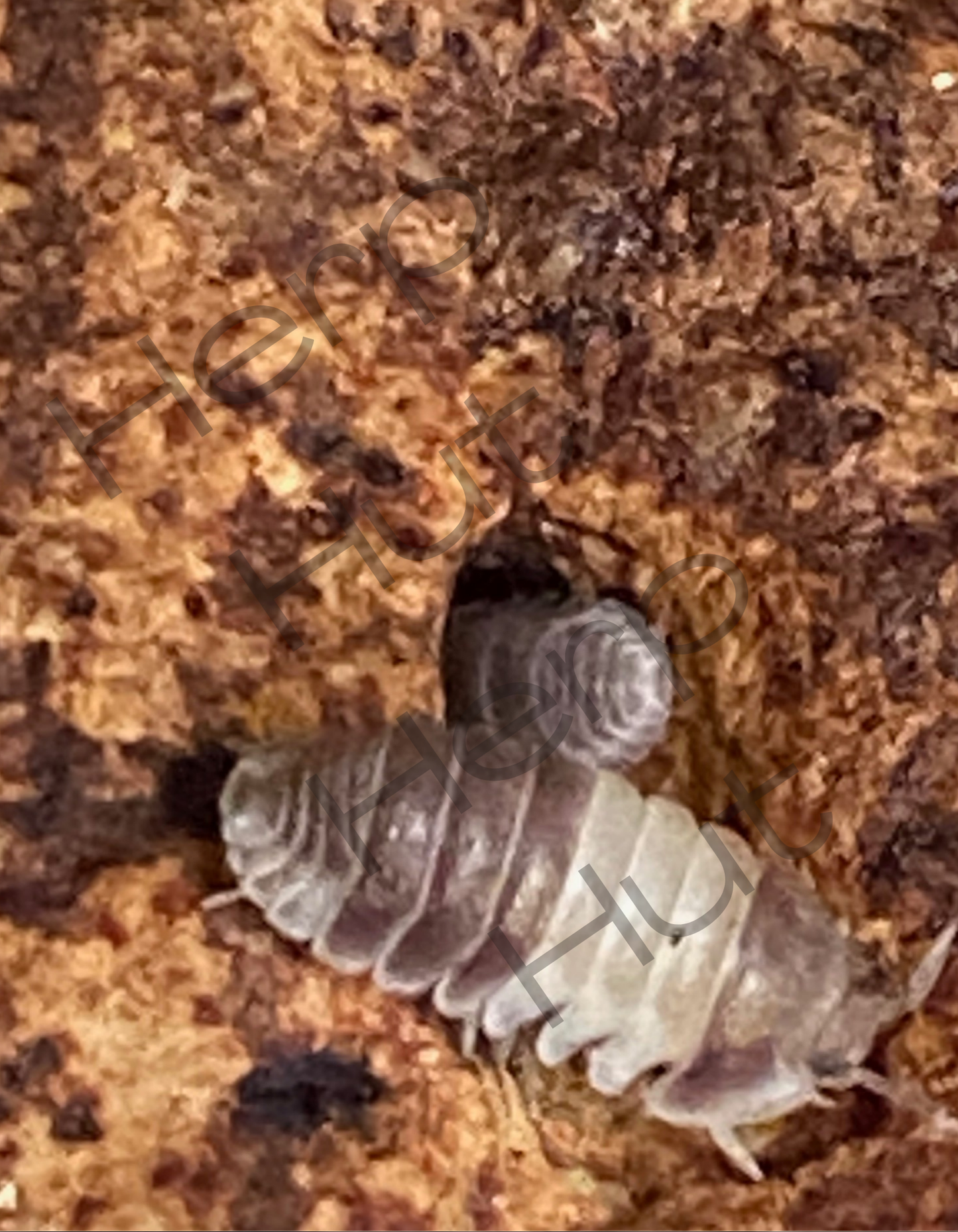 Panda King (Cubaris sp.) Isopods
