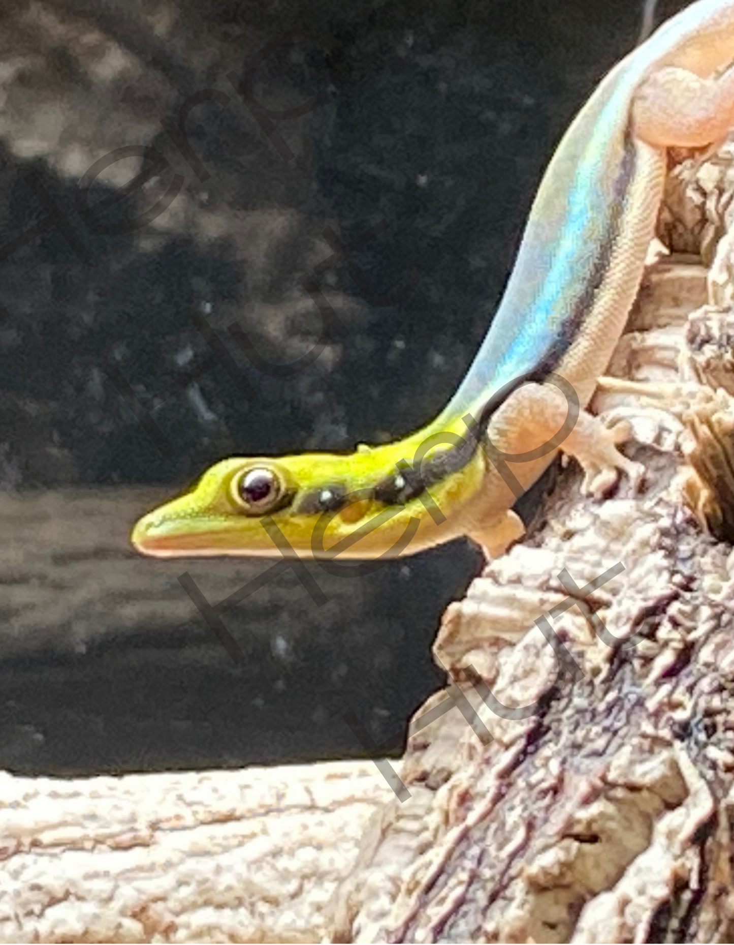Neon Day Gecko ( Phelsuma klemmeri)