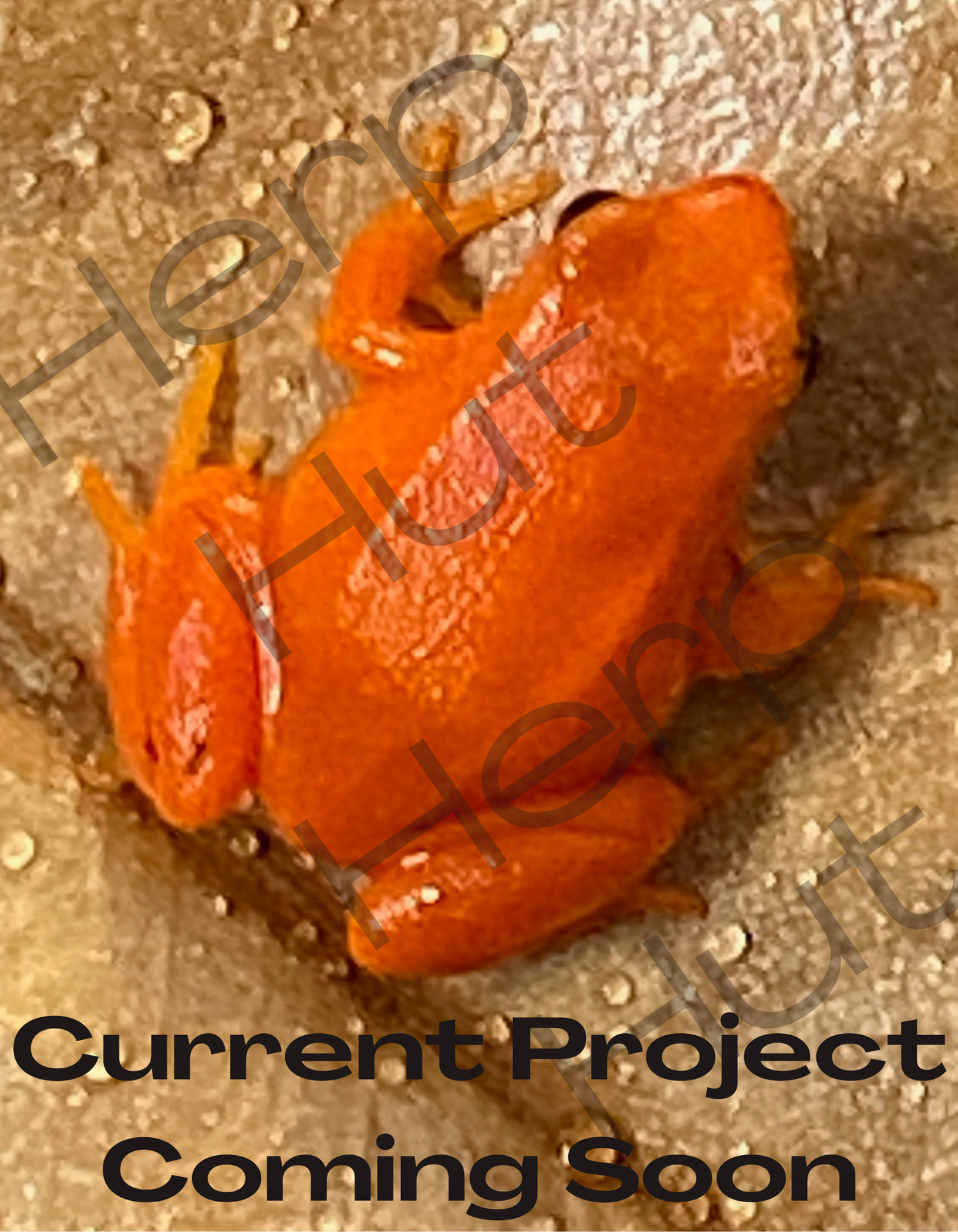 Golden Mantella (Mantella Aurantiaca)