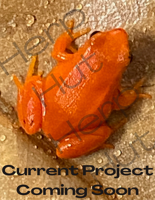 Golden Mantella (Mantella Aurantiaca)