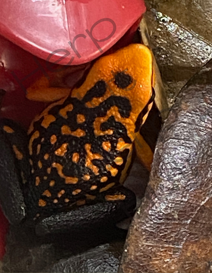 Ammerega Silvertonei