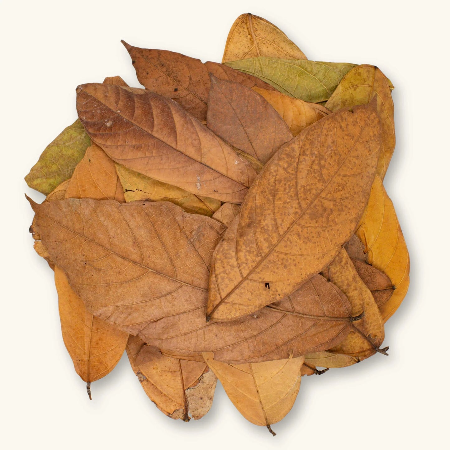 Cacao Leaves
