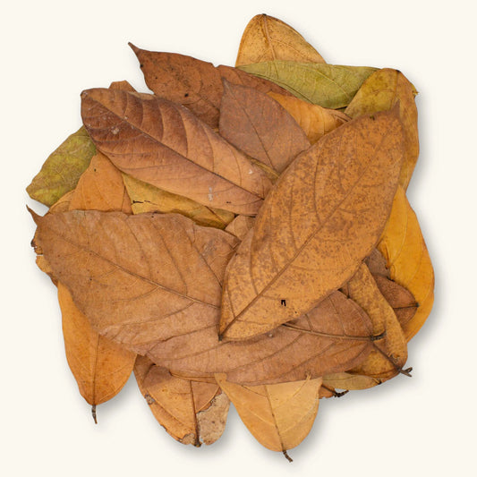 Cacao Leaves