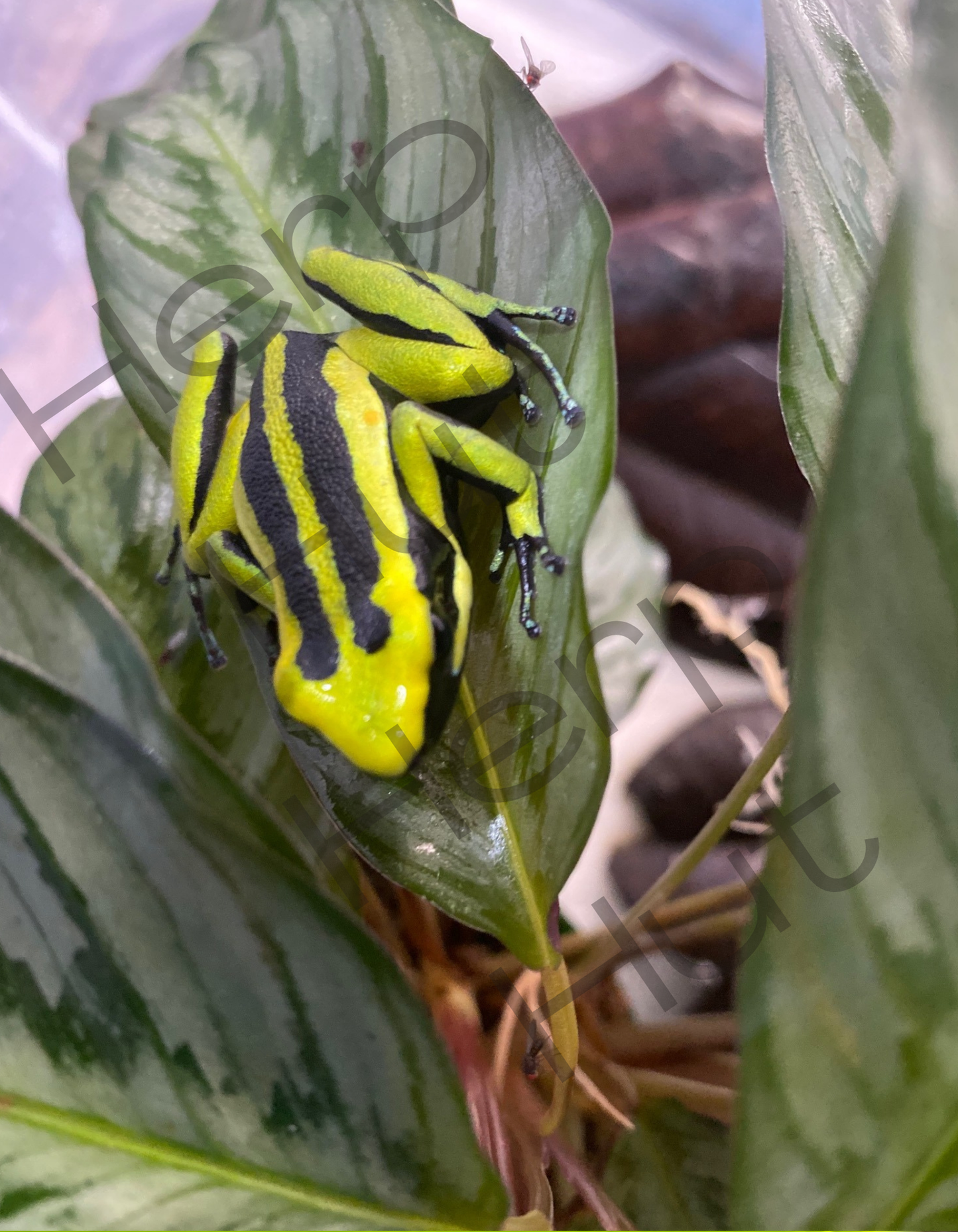 Ameerega Trivittata Huallaga Valley