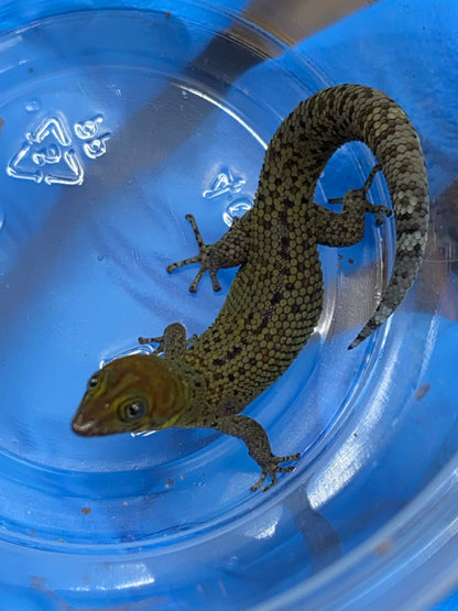 Rosa (Sphaerdactylus Rosaurae "high red")