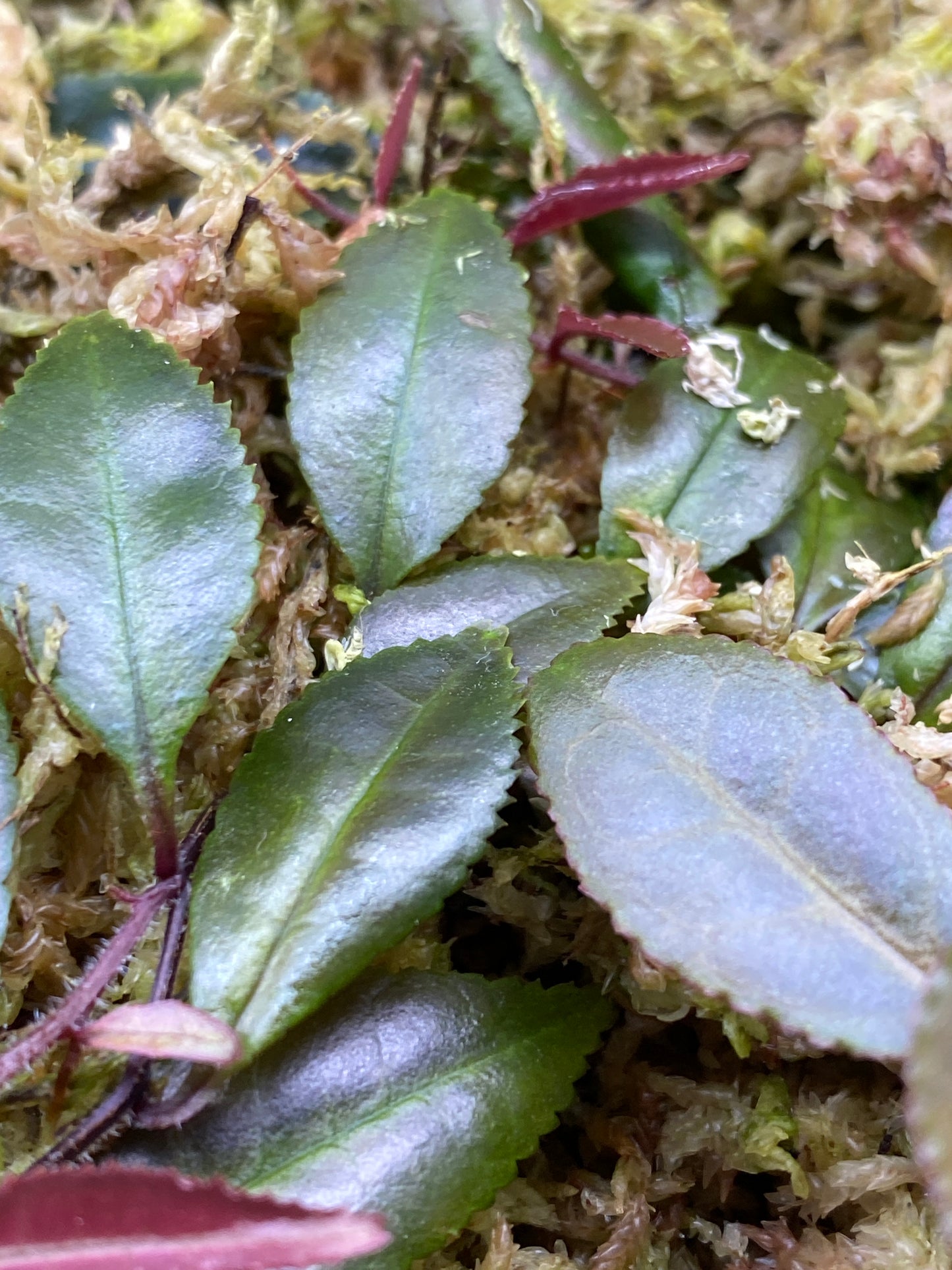 Marcgravia sp. "Dark Serrated"