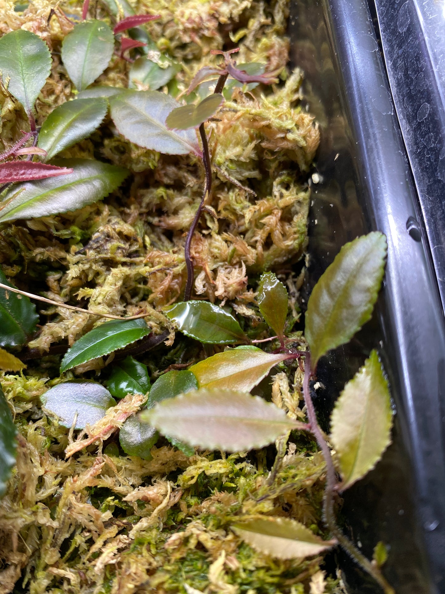 Marcgravia sp. "Dark Serrated"