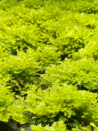 Vesicularia montagnei "Christmas Moss"