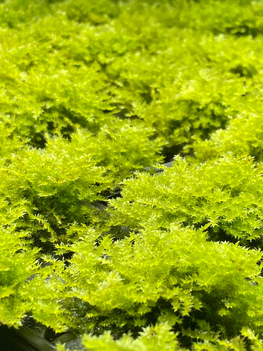 Vesicularia montagnei "Christmas Moss"