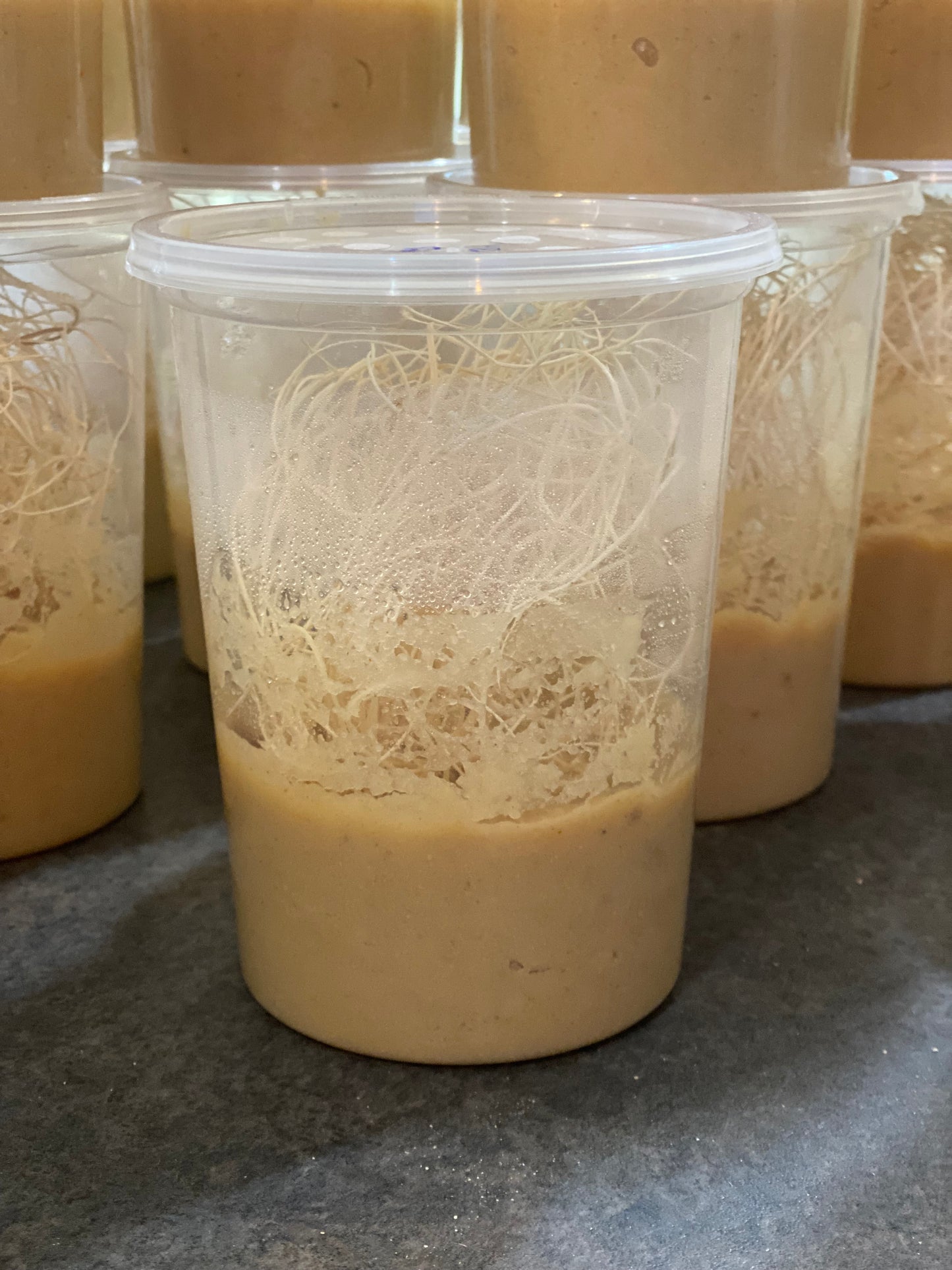 Ready Made Fruit Fly Cultures