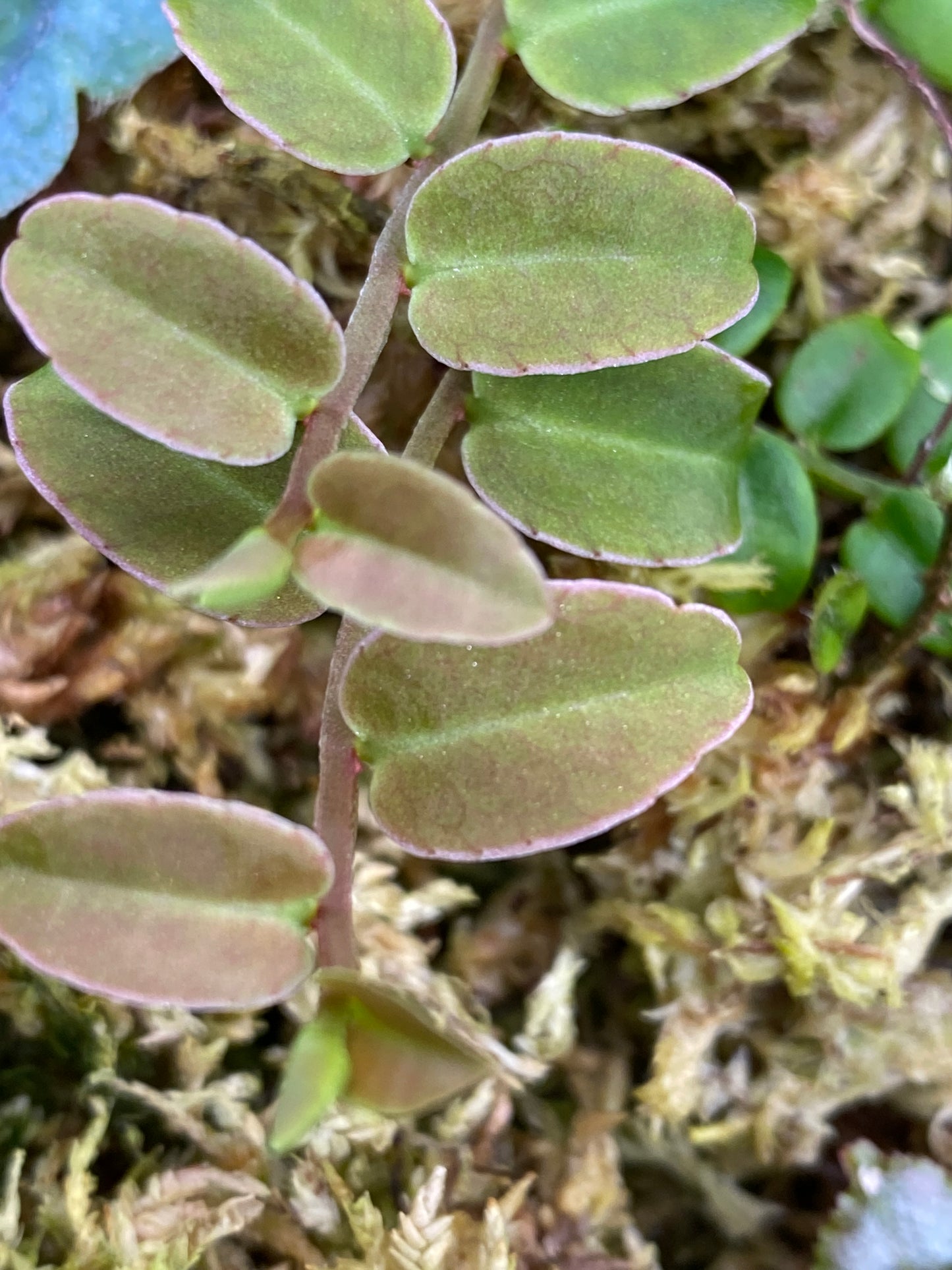 Marcgravia "White Margin Ecuador"
