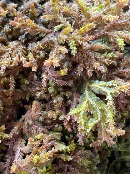 Selaginella sp. "Tarapoto Dark" (Club Moss)