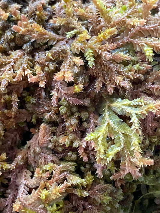 Selaginella sp. "Tarapoto Dark" (Club Moss)