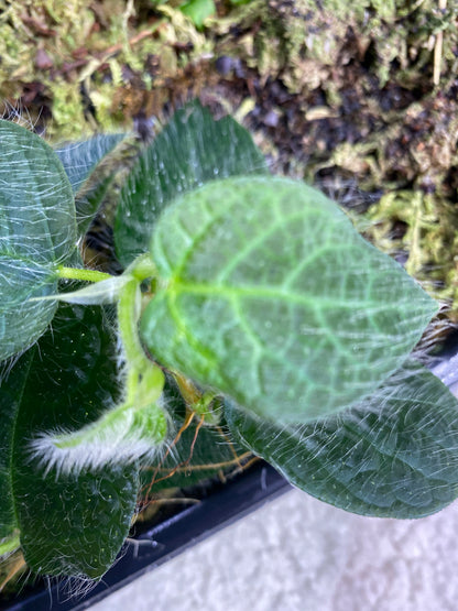 Ficus villosa