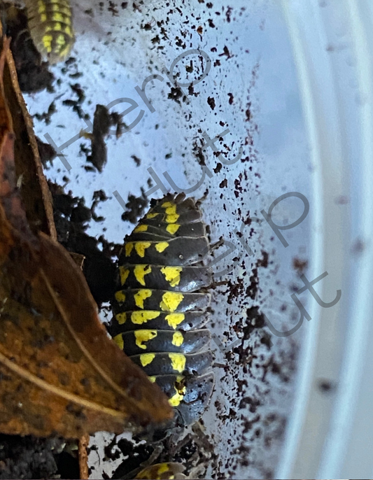 Yellow spotted (Armadillidium Gestroi) Isopods