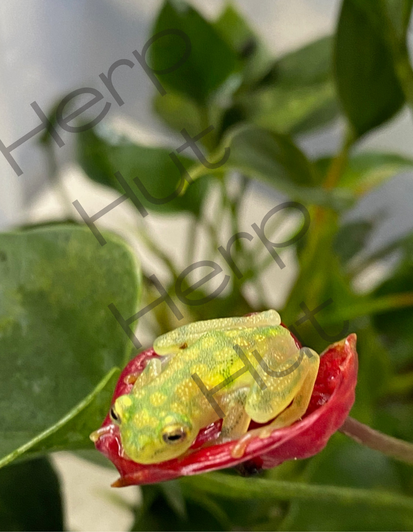 Glass Frog (Hyalinobatrachium Valerioi)