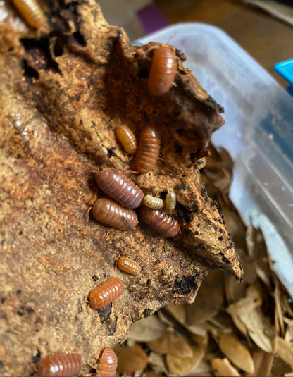 Orange Vigor (Armadillidium vulgare) Isopods