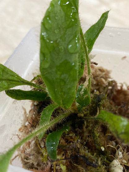 Elaphoglossum aff. crinitum "Central Peru"