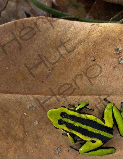 Ameerega Trivittata Huallaga Valley