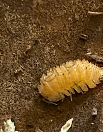 European Spiny (Cristarmadillidium muricatum) Isopods
