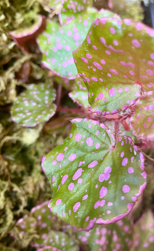 Begonia sp. Maura Wahua
