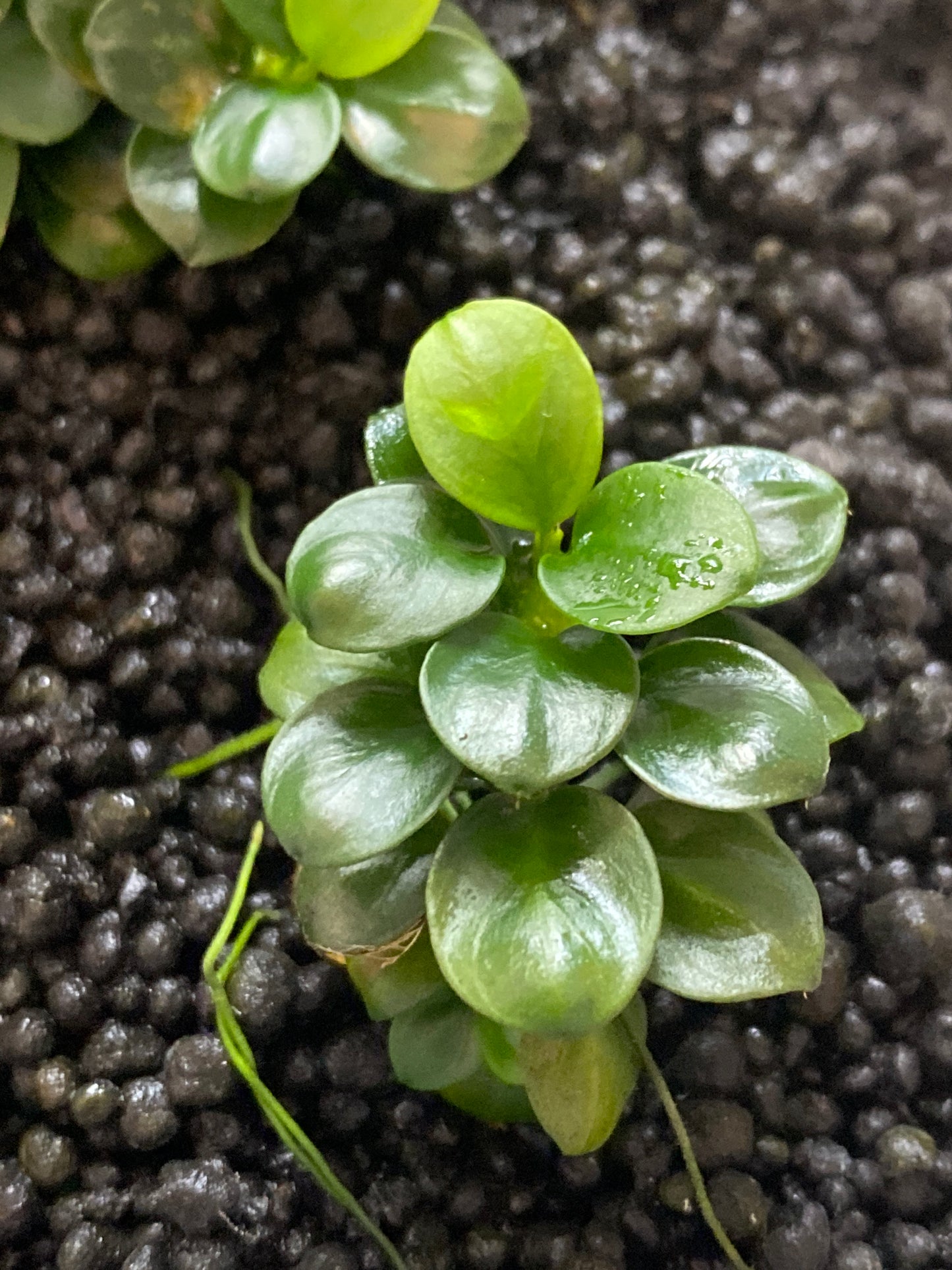 Anubias Bartering ver. “Mini Coin”