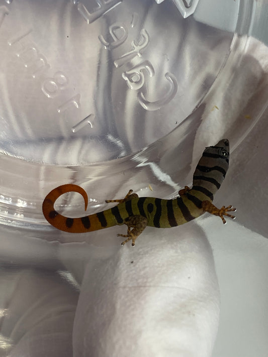 Elegans (Sphaerdactylus Elegans)