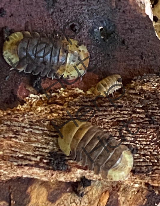 Rubber Ducky (Cubaris sp.) Isopods
