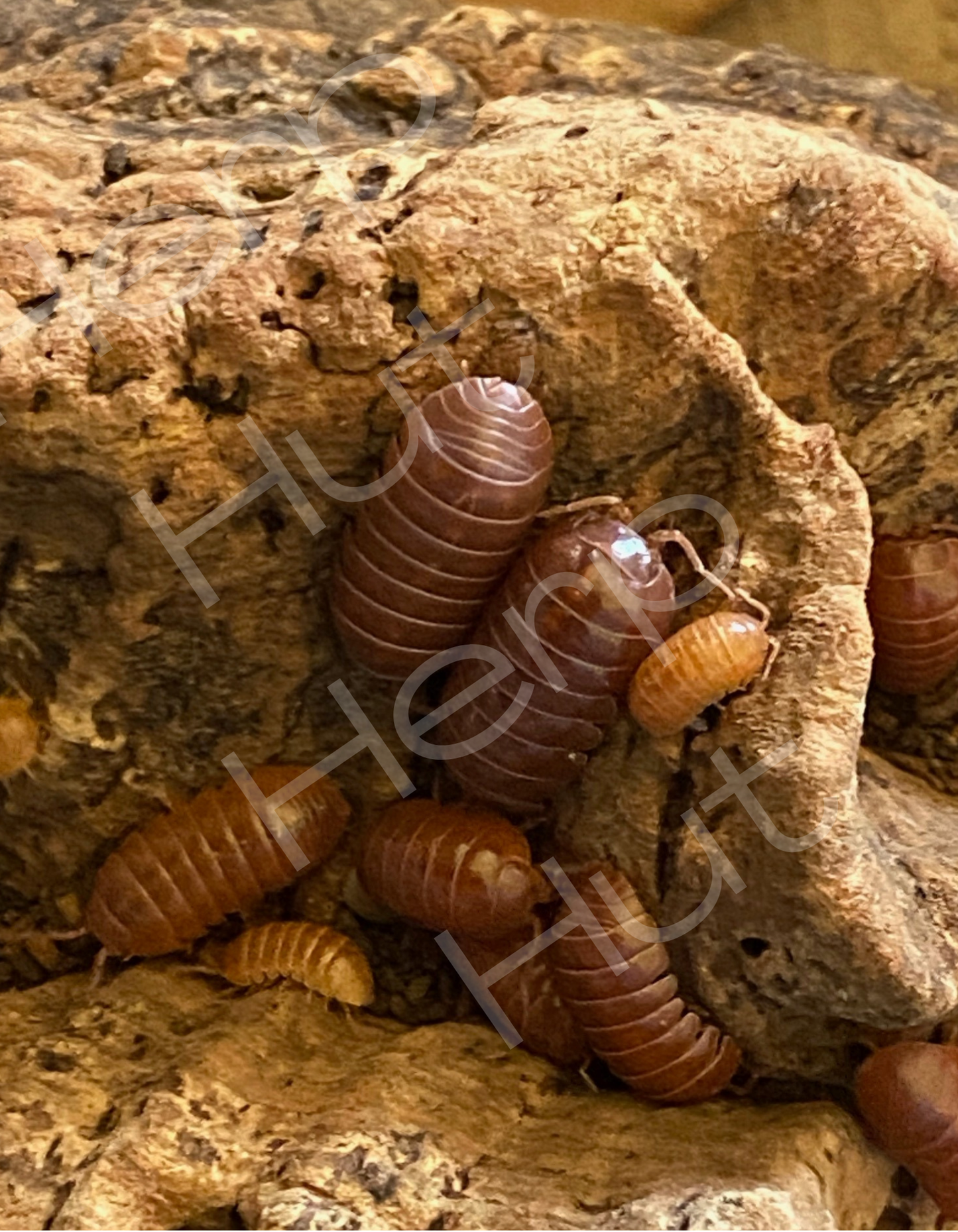 Orange Vigor (Armadillidium vulgare) Isopods