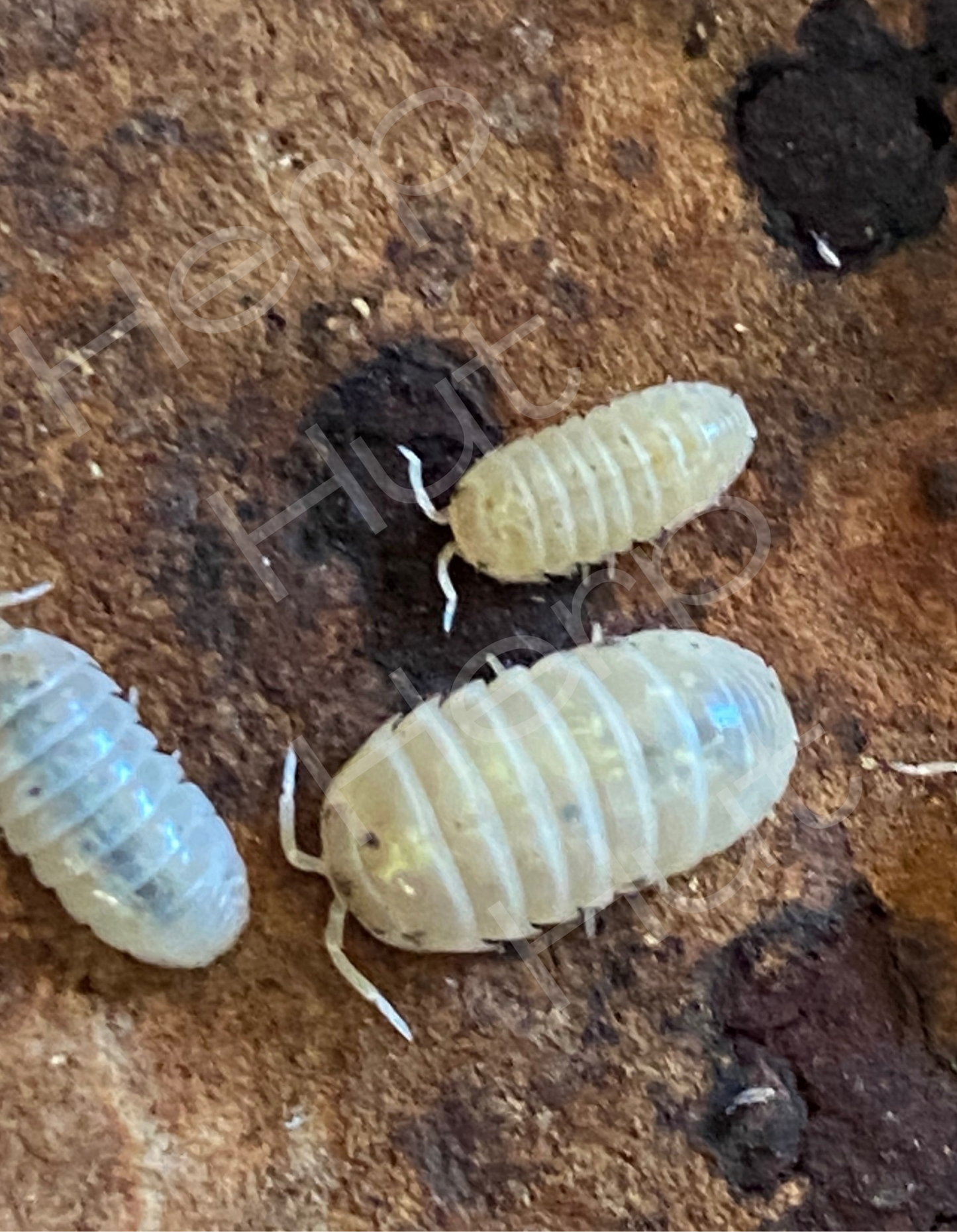 Magic Potion (Armadillidium Vulgare) Isopods
