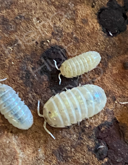 Magic Potion (Armadillidium Vulgare) Isopods