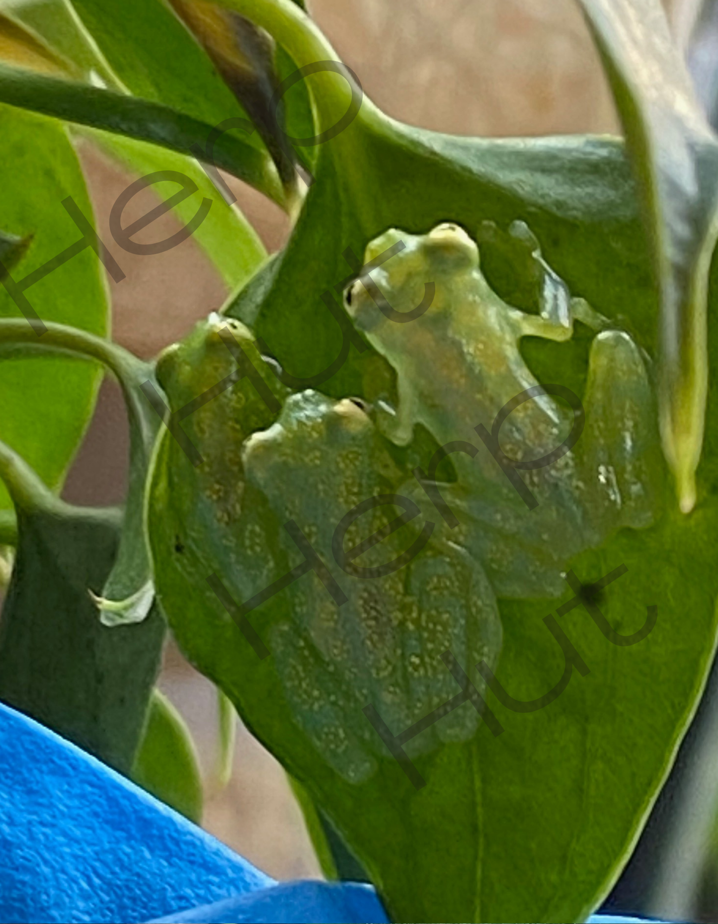 Glass Frog (Hyalinobatrachium Valerioi)