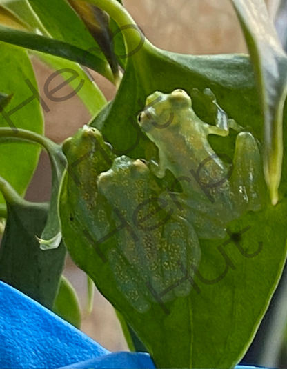 Glass Frog (Hyalinobatrachium Valerioi)
