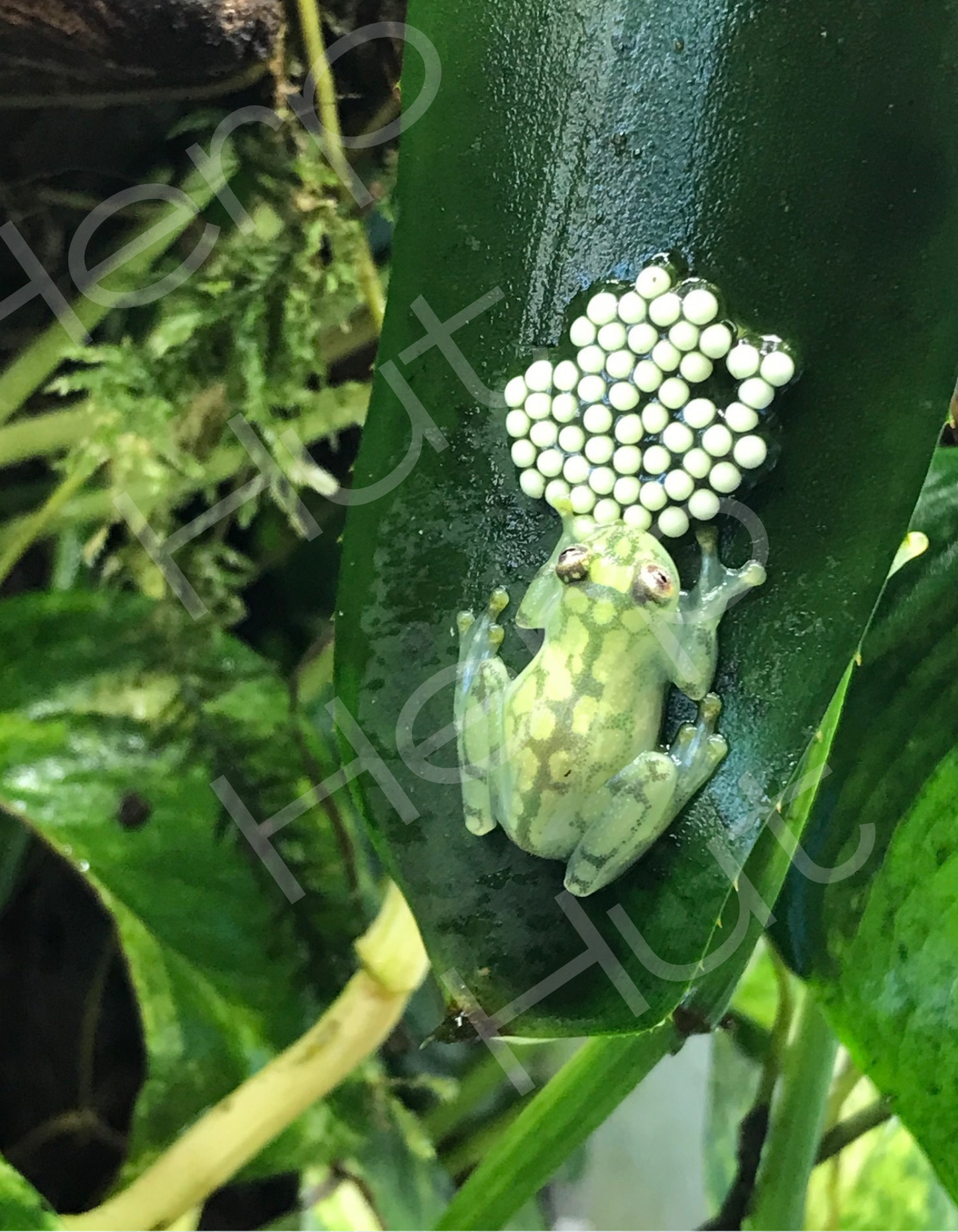 Glass Frog (Hyalinobatrachium Valerioi)