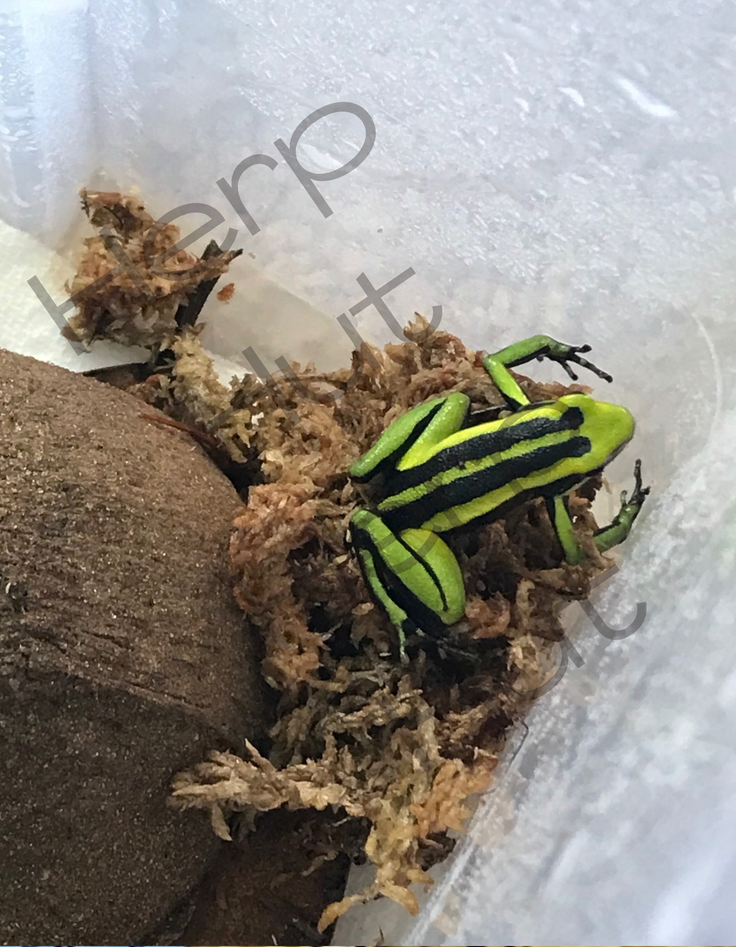 Ameerega Trivittata Huallaga Valley