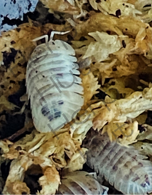 Shiro Utsuri (Nesodillo arcangelii) Isopods
