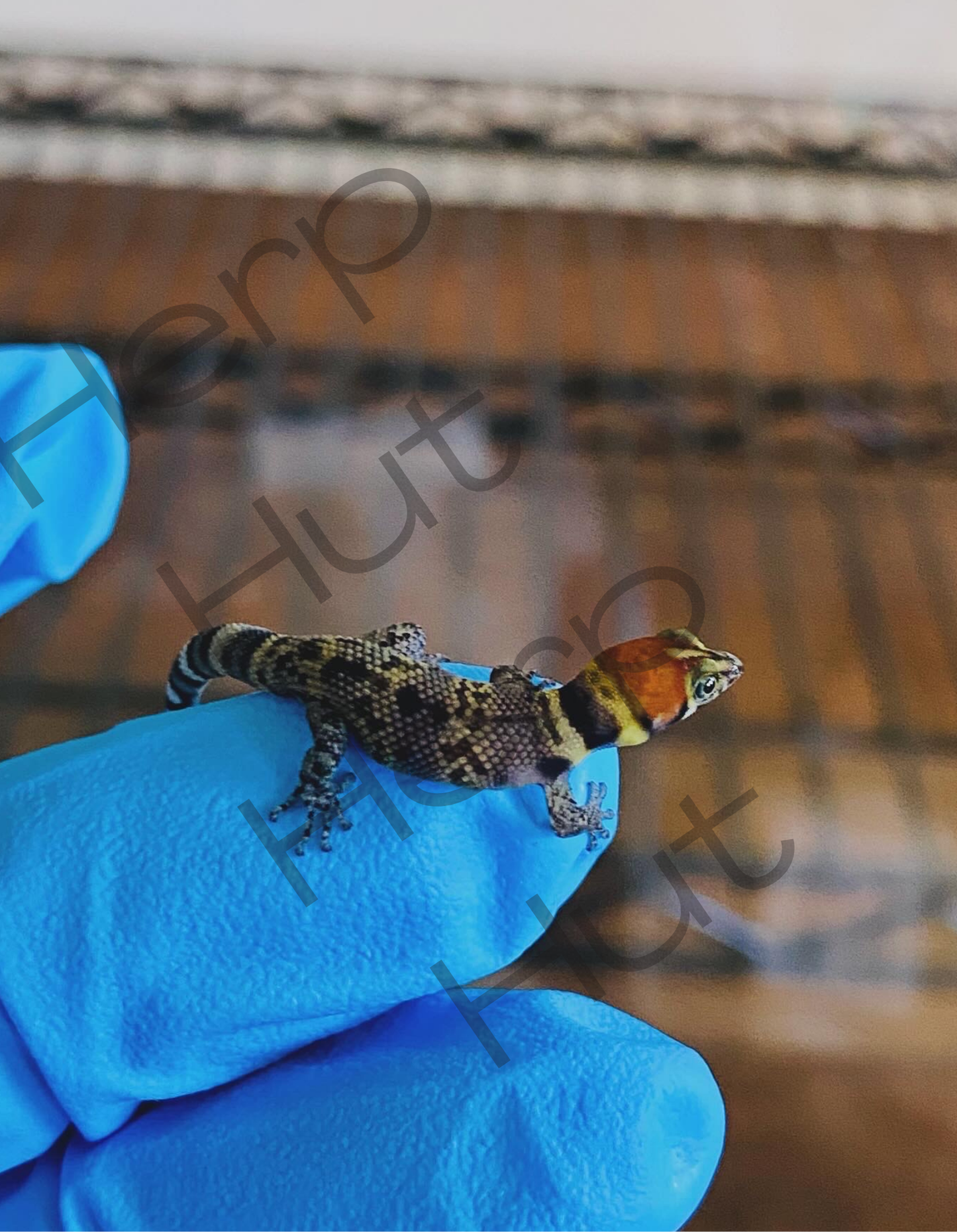 Rosa (Sphaerdactylus Rosaurae "high red")