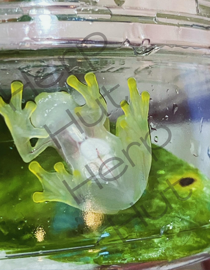 Glass Frog (Hyalinobatrachium Valerioi)