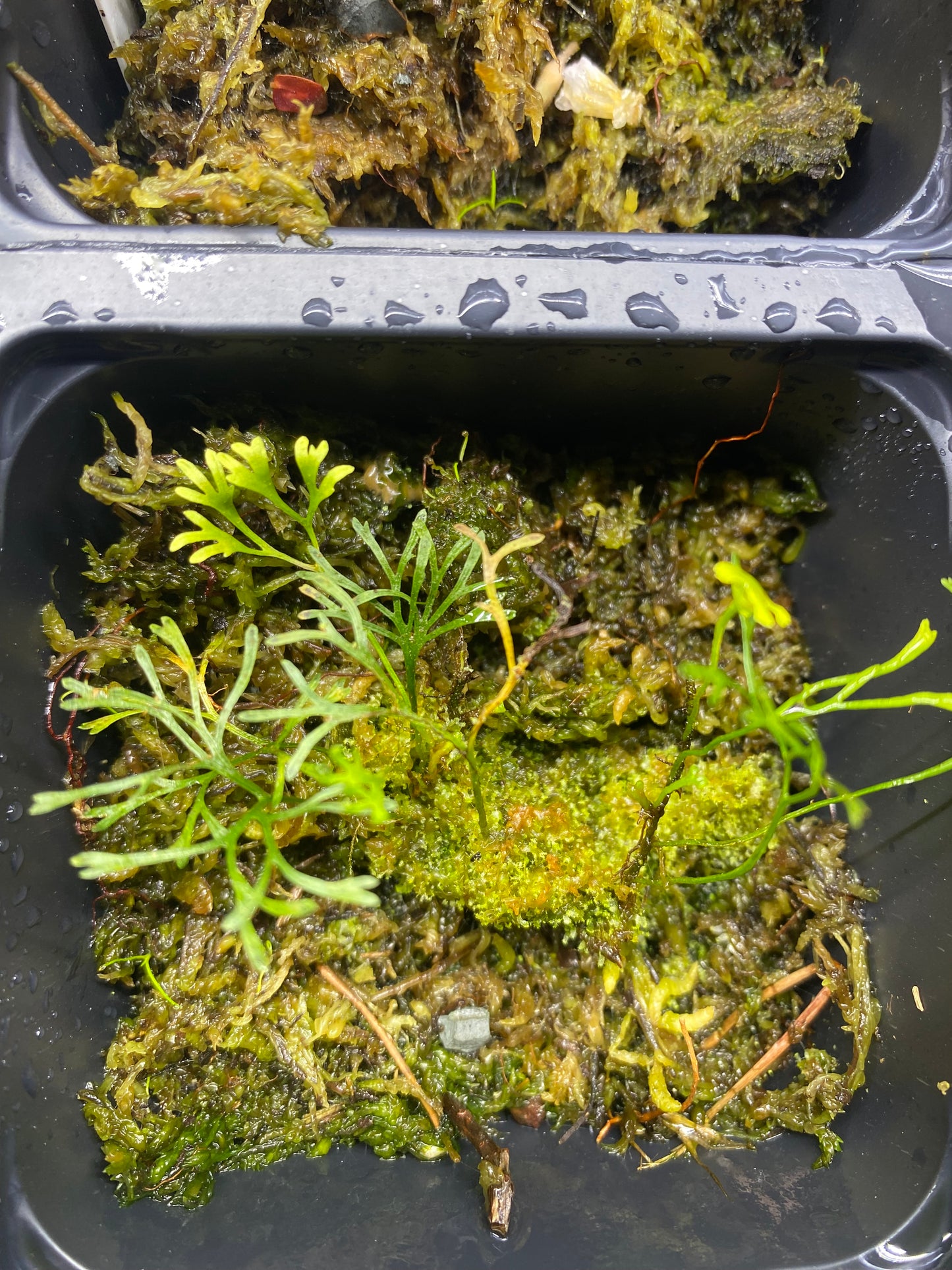 Elaphoglossum Peltatum "Type 2"