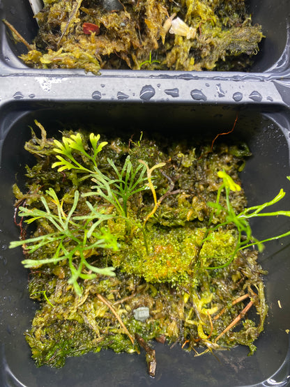 Elaphoglossum Peltatum "Type 2"