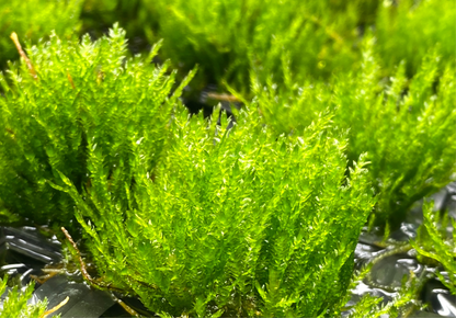 Taxiphyllum "Flame Moss"