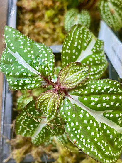 Soneralia sp. (white spots)