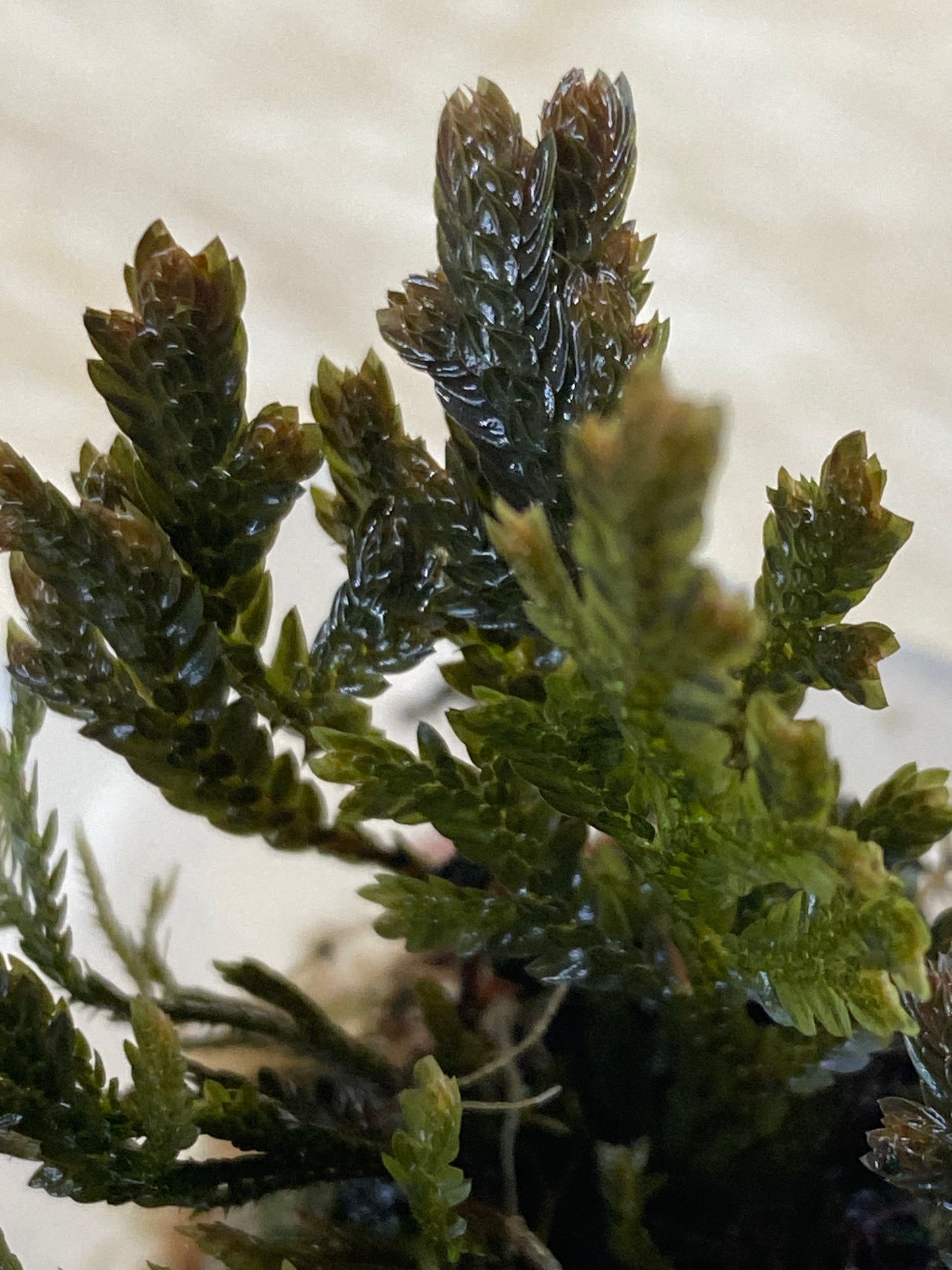 Selaginella copper top