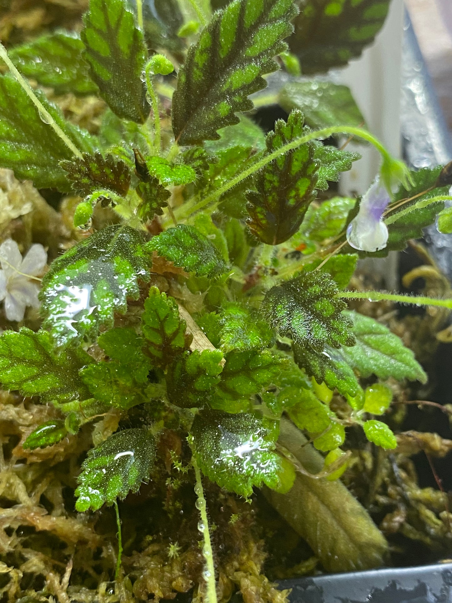 Sinningia Muscicola "Rio Das Pedras"