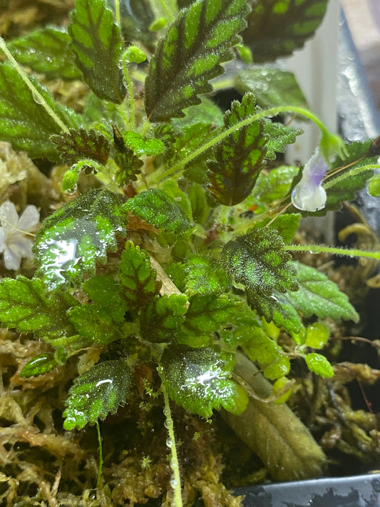 Sinningia Muscicola "Rio Das Pedras"