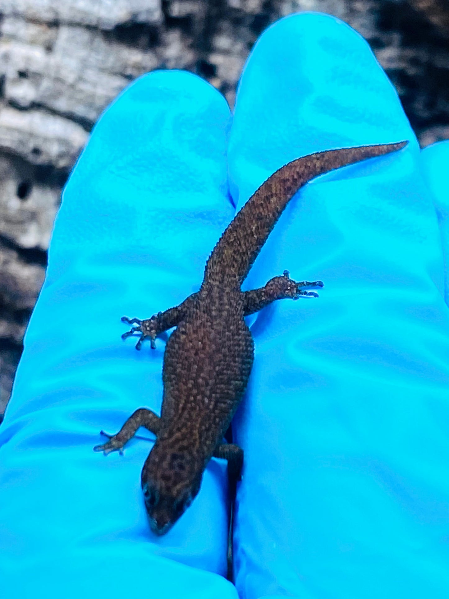 Sphaerodactylus
 Fantasticus Fantasticus