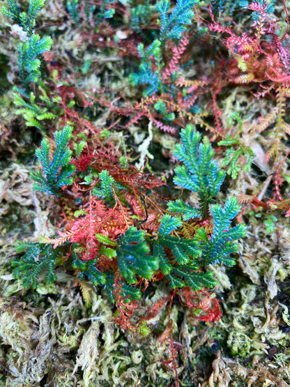 Selaginella aff Erythropus "Peru" (Club Moss)