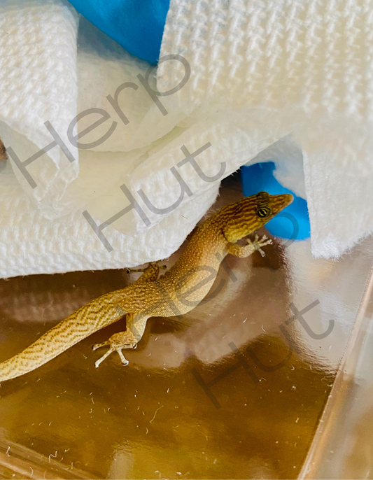 Elegans (Sphaerdactylus Elegans)