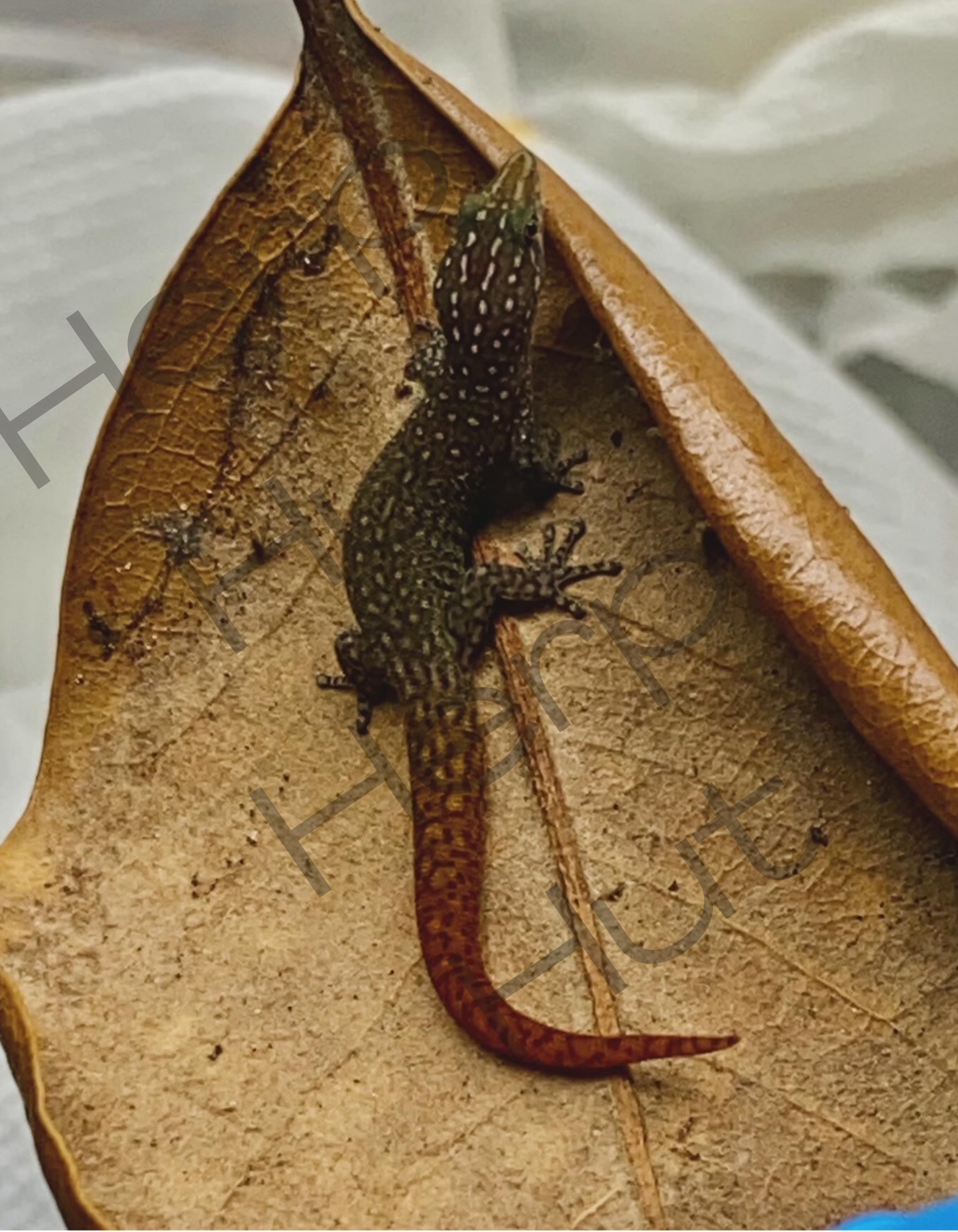 Argus (Sphaerdactylus Argus)