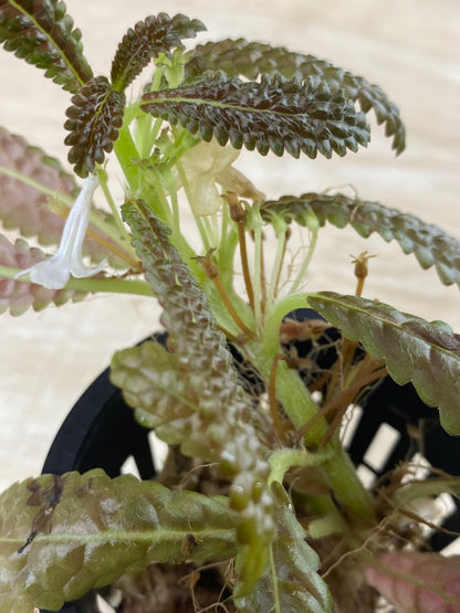 Nautilocalyx pemphidius